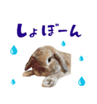 うさぎスタンプーMUC1（個別スタンプ：4）
