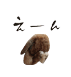 うさぎスタンプーMUC1（個別スタンプ：5）