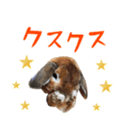 うさぎスタンプーMUC1（個別スタンプ：6）