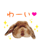 うさぎスタンプーMUC1（個別スタンプ：8）
