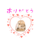 うさぎスタンプーMUC1（個別スタンプ：10）