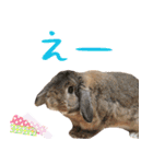 うさぎスタンプーMUC1（個別スタンプ：12）