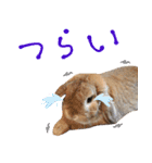 うさぎスタンプーMUC1（個別スタンプ：14）