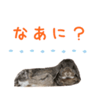 うさぎスタンプーMUC1（個別スタンプ：16）