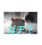 カピバラ天国2467（個別スタンプ：4）