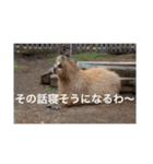 カピバラ天国2467（個別スタンプ：7）