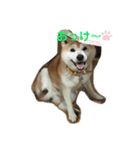 日常スタンプ2(柴犬)（個別スタンプ：1）