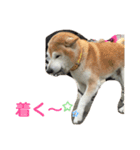 日常スタンプ2(柴犬)（個別スタンプ：3）