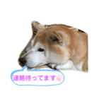 日常スタンプ2(柴犬)（個別スタンプ：4）