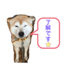 日常スタンプ2(柴犬)（個別スタンプ：5）