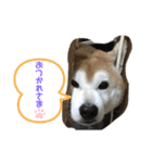日常スタンプ2(柴犬)（個別スタンプ：6）