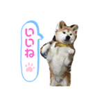 日常スタンプ2(柴犬)（個別スタンプ：7）
