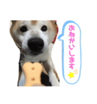 日常スタンプ2(柴犬)（個別スタンプ：8）
