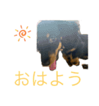 我が家のまめちゃん③（個別スタンプ：1）