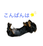 我が家のまめちゃん③（個別スタンプ：3）