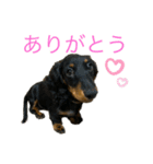 我が家のまめちゃん③（個別スタンプ：4）