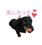 我が家のまめちゃん③（個別スタンプ：7）