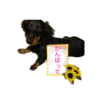 我が家のまめちゃん③（個別スタンプ：8）