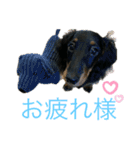 我が家のまめちゃん③（個別スタンプ：9）