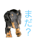 我が家のまめちゃん③（個別スタンプ：12）