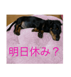 我が家のまめちゃん③（個別スタンプ：18）