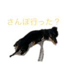 我が家のまめちゃん③（個別スタンプ：21）