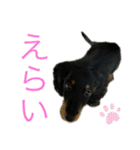 我が家のまめちゃん③（個別スタンプ：23）