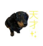 我が家のまめちゃん③（個別スタンプ：25）