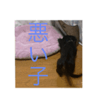 我が家のまめちゃん③（個別スタンプ：27）
