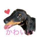 我が家のまめちゃん③（個別スタンプ：30）