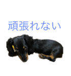 我が家のまめちゃん③（個別スタンプ：35）