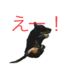 我が家のまめちゃん③（個別スタンプ：38）