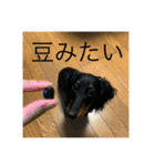 我が家のまめちゃん③（個別スタンプ：40）