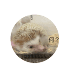 ハリネズミのスタンプだよー（個別スタンプ：2）