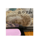 ハリネズミのスタンプだよー（個別スタンプ：6）