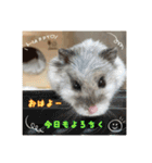 kuma♡ハムの日常（個別スタンプ：1）