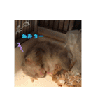kuma♡ハムの日常（個別スタンプ：4）