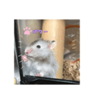kuma♡ハムの日常（個別スタンプ：9）