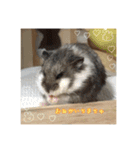kuma♡ハムの日常（個別スタンプ：11）