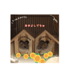 kuma♡ハムの日常（個別スタンプ：13）