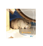 kuma♡ハムの日常（個別スタンプ：16）
