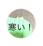 カエルの折り紙スタンプ（個別スタンプ：39）