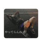 優しき巨人、たわらクン（個別スタンプ：1）