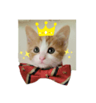 猫なで（個別スタンプ：1）