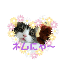 猫なで（個別スタンプ：2）