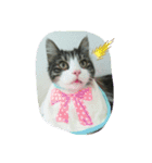 猫なで（個別スタンプ：3）