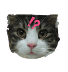 猫なで（個別スタンプ：5）