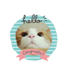 猫なで（個別スタンプ：6）