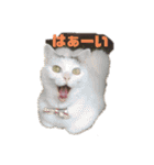 ねこちゃんずの日常会話（個別スタンプ：1）