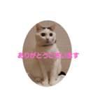 ねこちゃんずの日常会話（個別スタンプ：2）